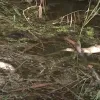 ​У річці Томаківка сталася масова загибель риби 