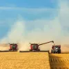 У світі зростає  попит на українську пшеницю