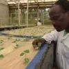 Мрійник у Руанді вирощує картоплю в повітрі