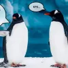 ​"Гроші на пінгвінів" - українці обурилися через виділення 11 мільйонів доларів на наукові дослідження в Антарктиді 