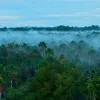 Як ліси Всесвітньої спадщини ЮНЕСКО відіграють життєво важливу роль у пом'якшенні наслідків зміни клімату