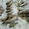У Балабинській затоці порушник добув 30 кг риби, - Запорізький рибоохоронний патруль