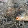 ​Рибоохоронний патруль Полтавщини викрив 13 порушень за шість днів роботи