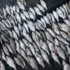 На Шевському острові поліція затримала браконьєрів з рибою та наркотиками