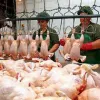 Підписана угода з ЄС про збільшення квот для українських експортерів м'яса птиці