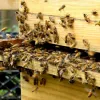 ​Бджоли визнані найважливішими істотами на Землі