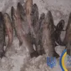 ​Незаконний вилов риби 