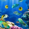 ЮНЕСКО запускає глобальний проект е-ДНК для вивчення вразливості видів до зміни клімату на морських об'єктах Всесвітньої спадщини 