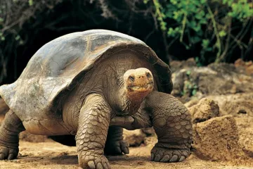​Черепахи здатні до навчання