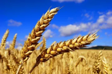 ​Яким буде урожай пшениці-2016?