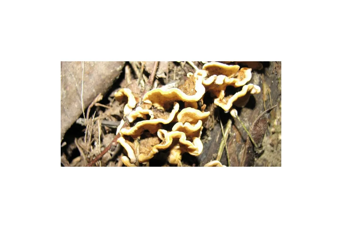 Дивовижний світ навколо: гриби