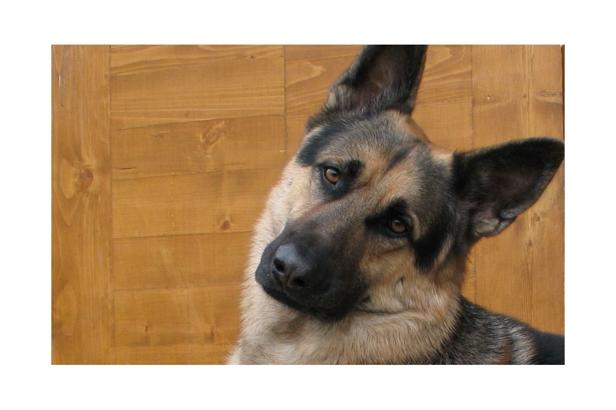 В Україні пройде перший Чемпіонат серед поліцейських-кінологів В Україні пройде перший Чемпіонат серед поліцейських-кінологів