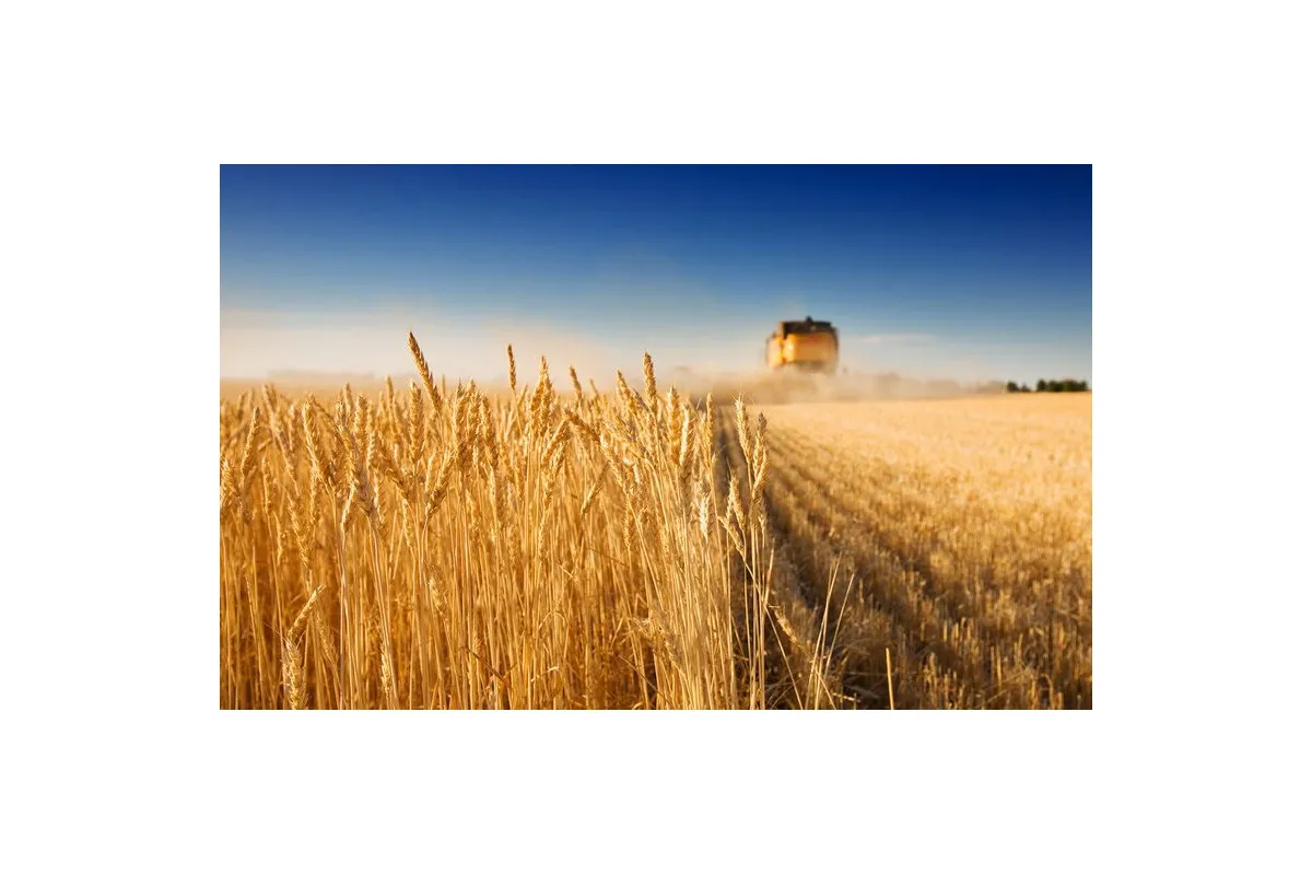 Україна стала рекордсменом із зернового експорту