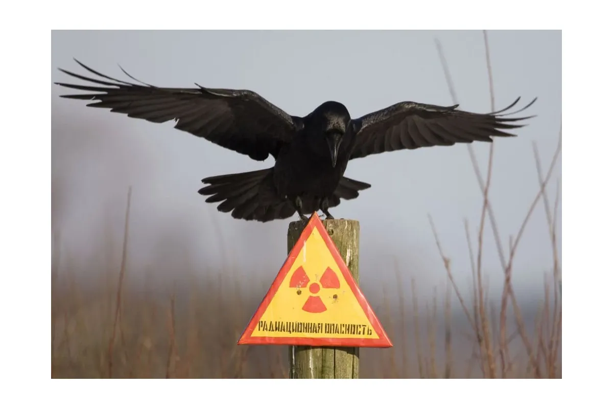 Чорнобиль стане природним екологічним резерватом Європи