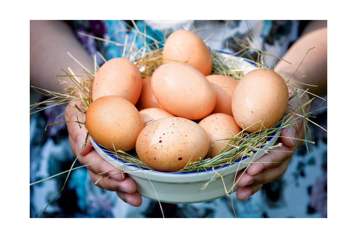 Харчові продукти аграрного сектору України дорожчають Харчові продукти аграрного сектору України дорожчають