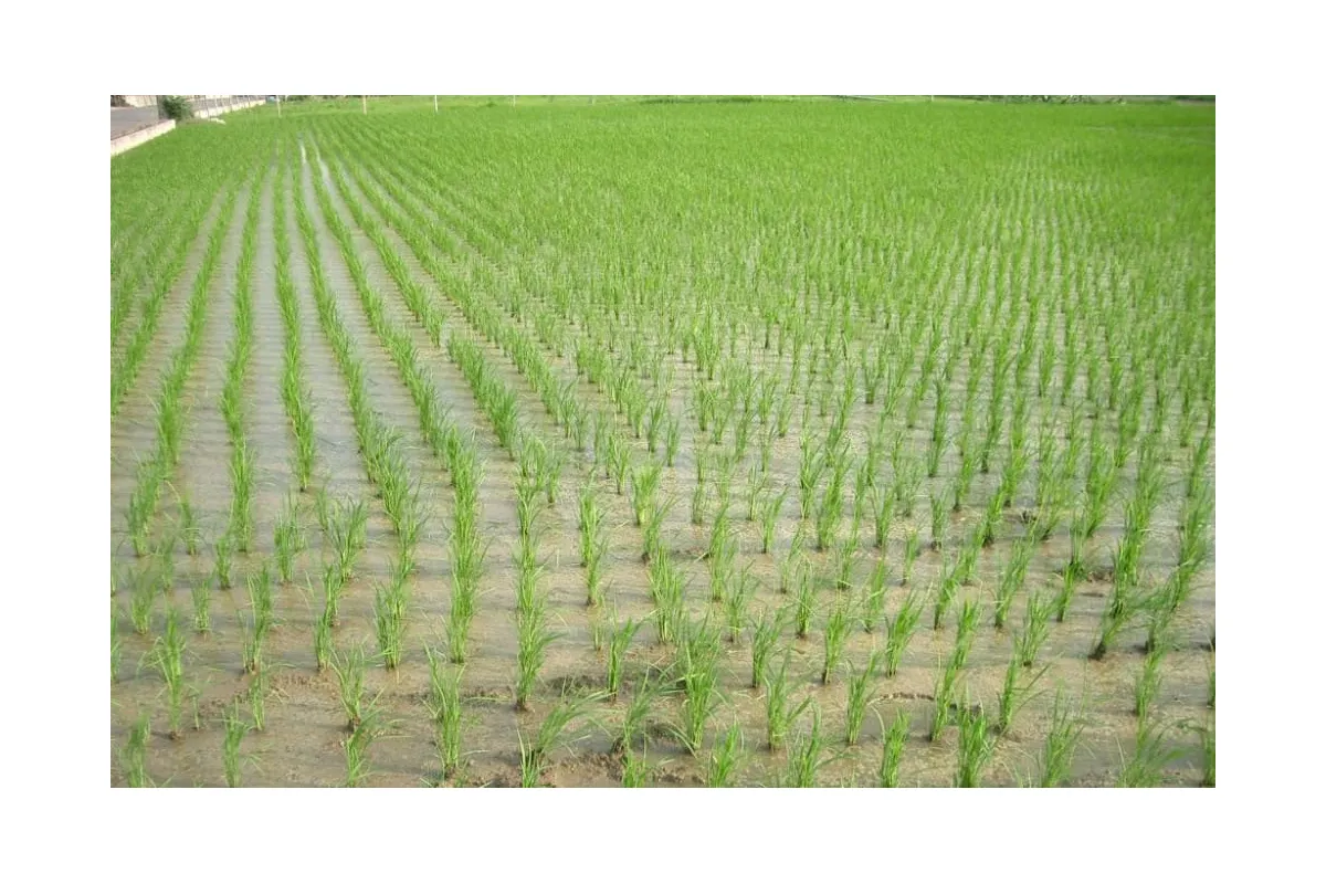 Херсонщина очікує на рекордний рисовий врожай