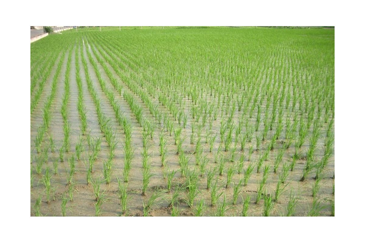 Херсонщина очікує на рекордний рисовий врожай Херсонщина очікує на рекордний рисовий врожай