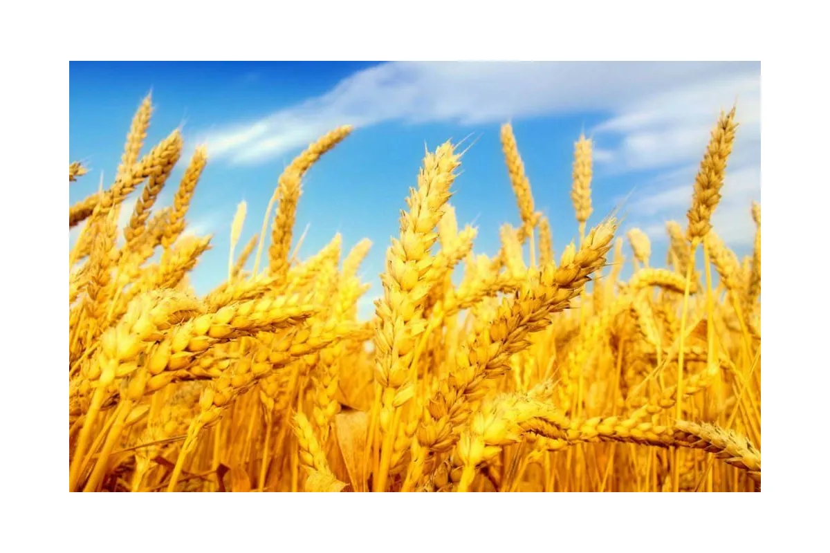 Експорт української пшениці продовжує зростати