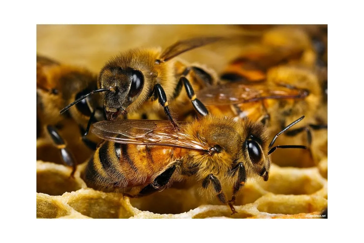 Бджолиний мед більш ефективний, ніж антибіотики