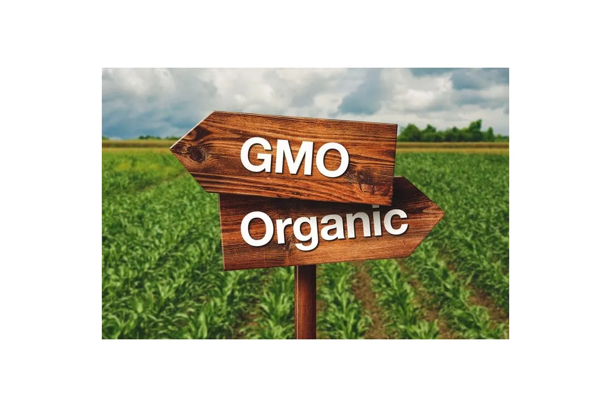 Наукові дослідження довели: ГМО не шкодять здоров’ю людини