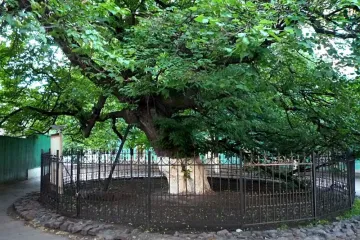 ​Кияни закликають берегти старі дерева