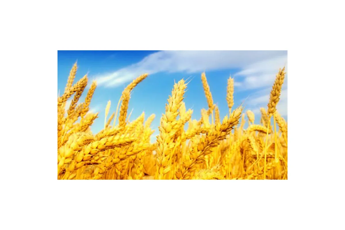 Жнива-2018: вже зібрано 6,2 млн тонн зернових та зернобобових культур