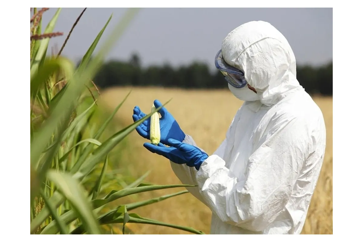 Німеччина ухвалила законопроект стосовно заборони ГМО-культур