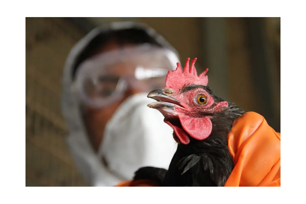 Повернення пташиного грипу в Україну