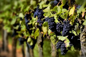 ​Новини України: Австралійські винороби рятують урожай кремом від засмаги