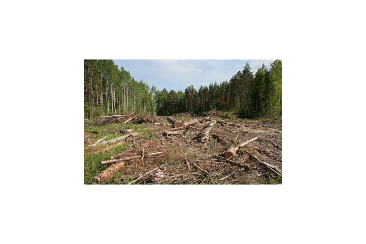 За незаконну вирубку лісів каратимуть суворіше