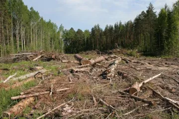 ​За незаконну вирубку лісів каратимуть суворіше