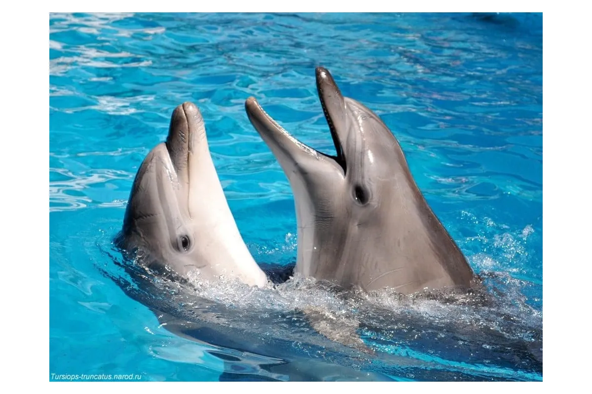 Київські дельфіни у небезпеці