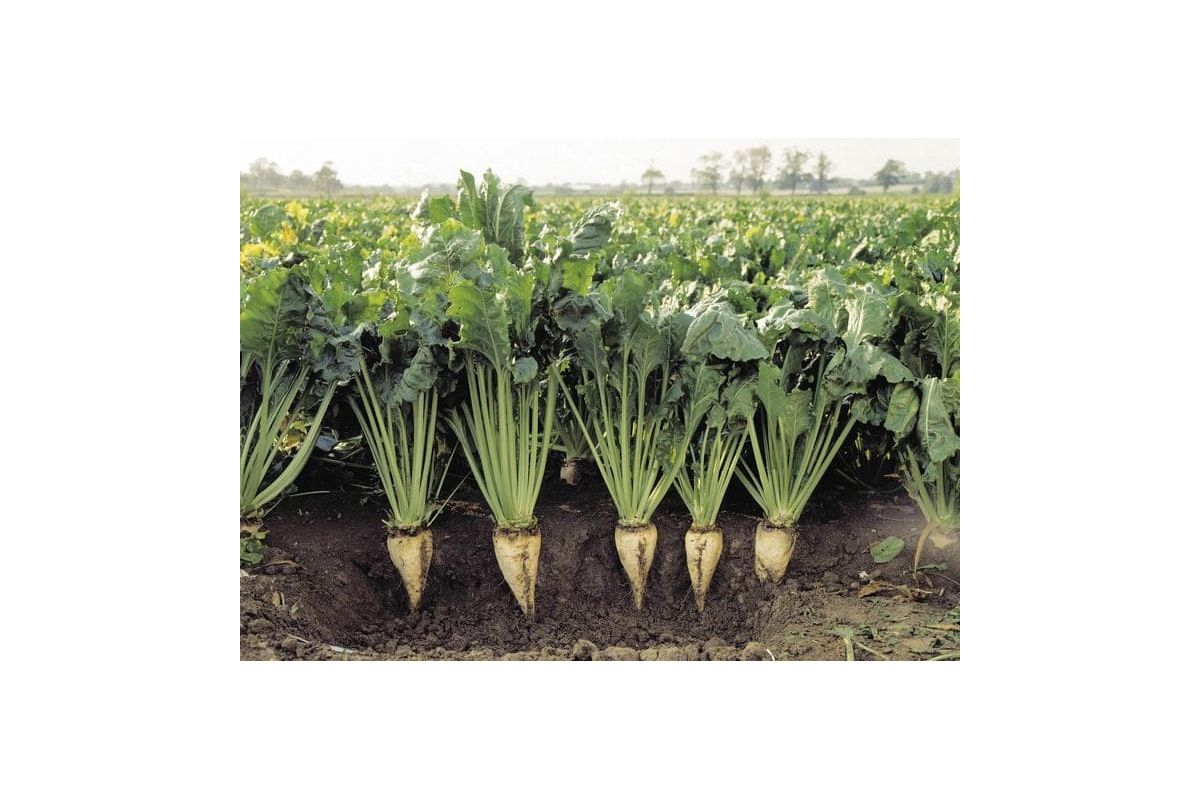 Сумщина хоче відродити власну цукрову промисловість Сумщина хоче відродити власну цукрову промисловість