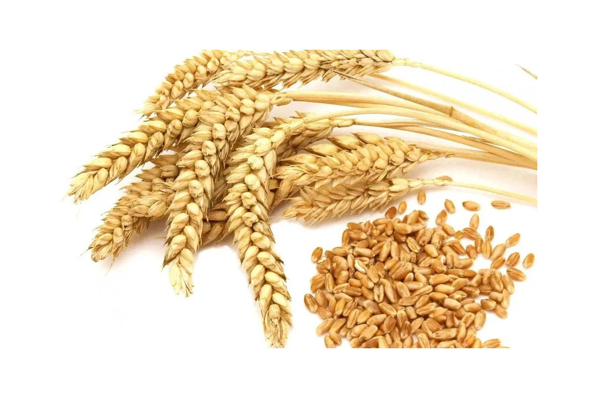 У 2017 світовий врожай пшениці буде більшим