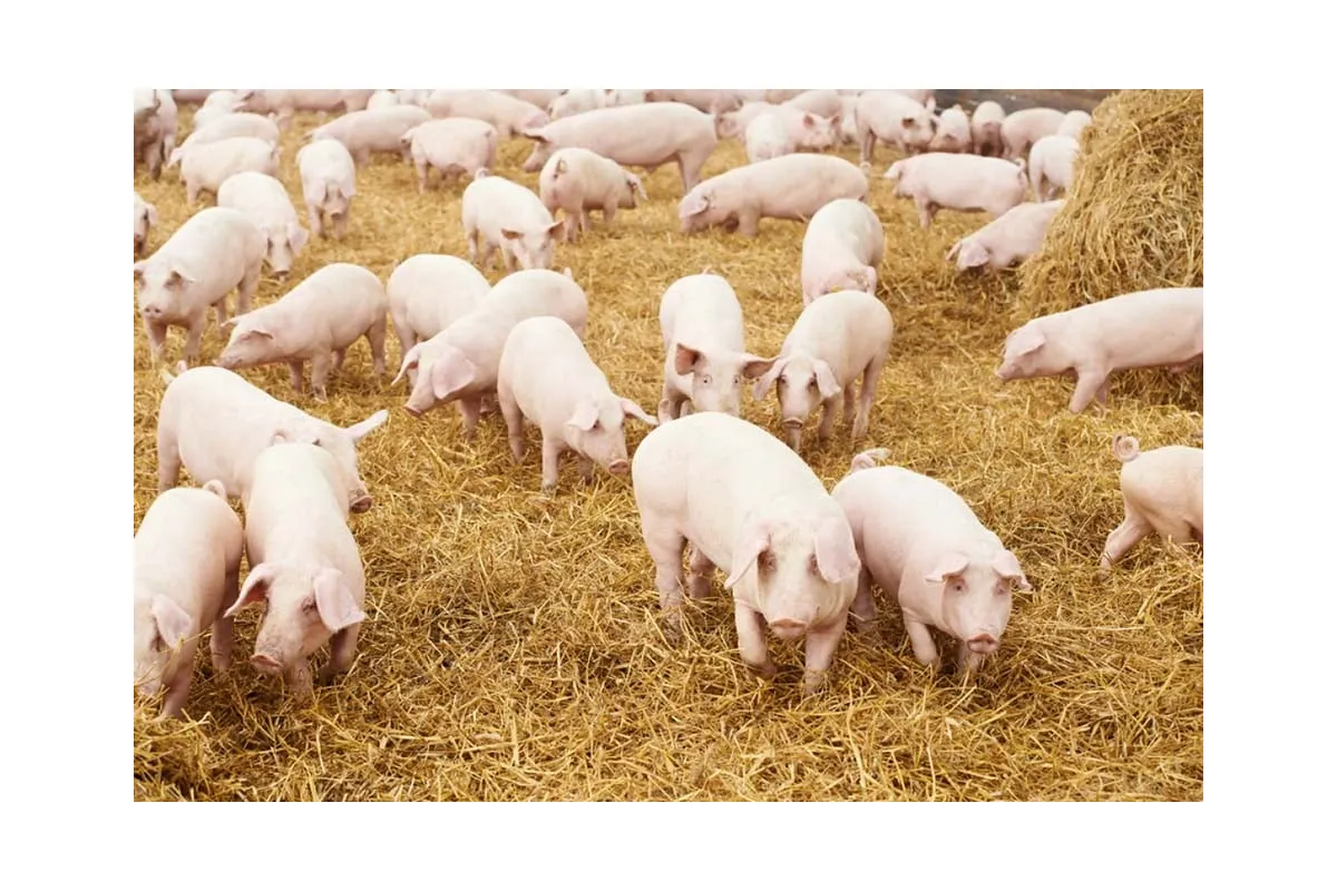 На півдні України зареєстровано захворювання свиней на африканську чуму