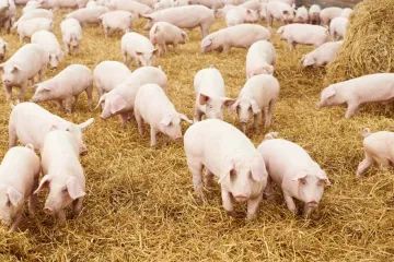 ​На півдні України зареєстровано захворювання свиней на африканську чуму