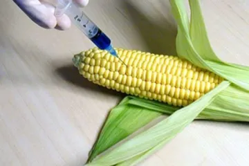 ​Китайці досліджуватимуть ГМО