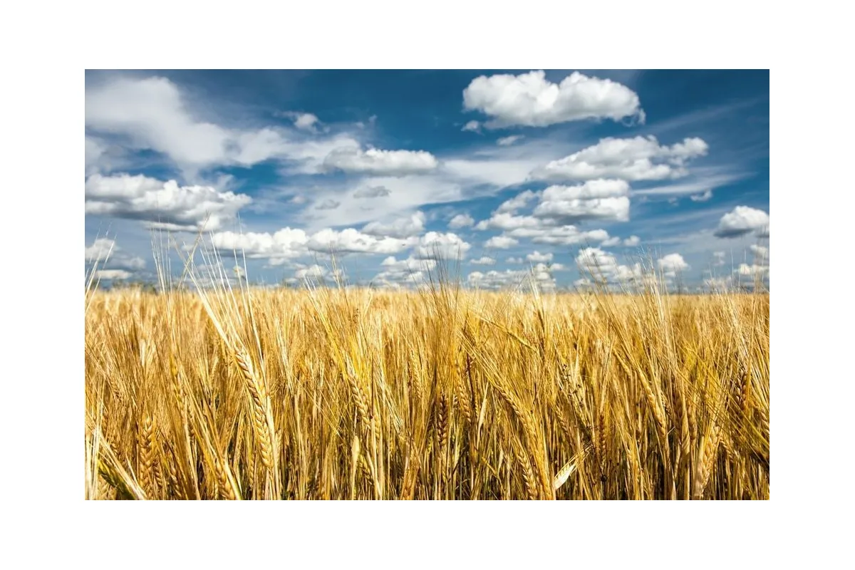 Експорт українських зернових культур збільшився у три рази