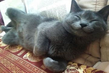 Ігор Мізрах: Рай для котiв або життя домашніх тварин у Німеччині Ігор Мізрах: Рай для котiв або життя домашніх тварин у Німеччині