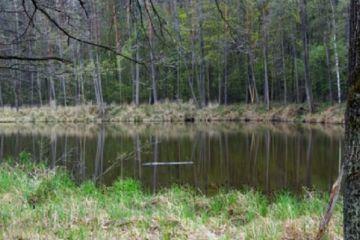 Лес для депутатов. Как заповедное урочище под Киевом перешло в частные руки (ВИДЕО) Лес для депутатов. Как заповедное урочище под Киевом перешло в частные руки (ВИДЕО)