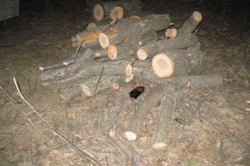​Раніше судимому за незаконну порубку дерев повідомлено про підозру у скоєнні аналогічного злочину 