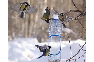Нагодуй птахів взимку Нагодуй птахів взимку