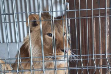 Доля лева Доля лева