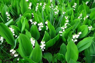 Як в Дніпрі борються з тими, хто незаконно торгує первоцвітами? Як в Дніпрі борються з тими, хто незаконно торгує первоцвітами?