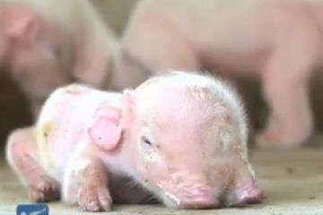В Китае родился необычный поросенок 	  	 	    			 	  	В Китае родился необычный поросенок