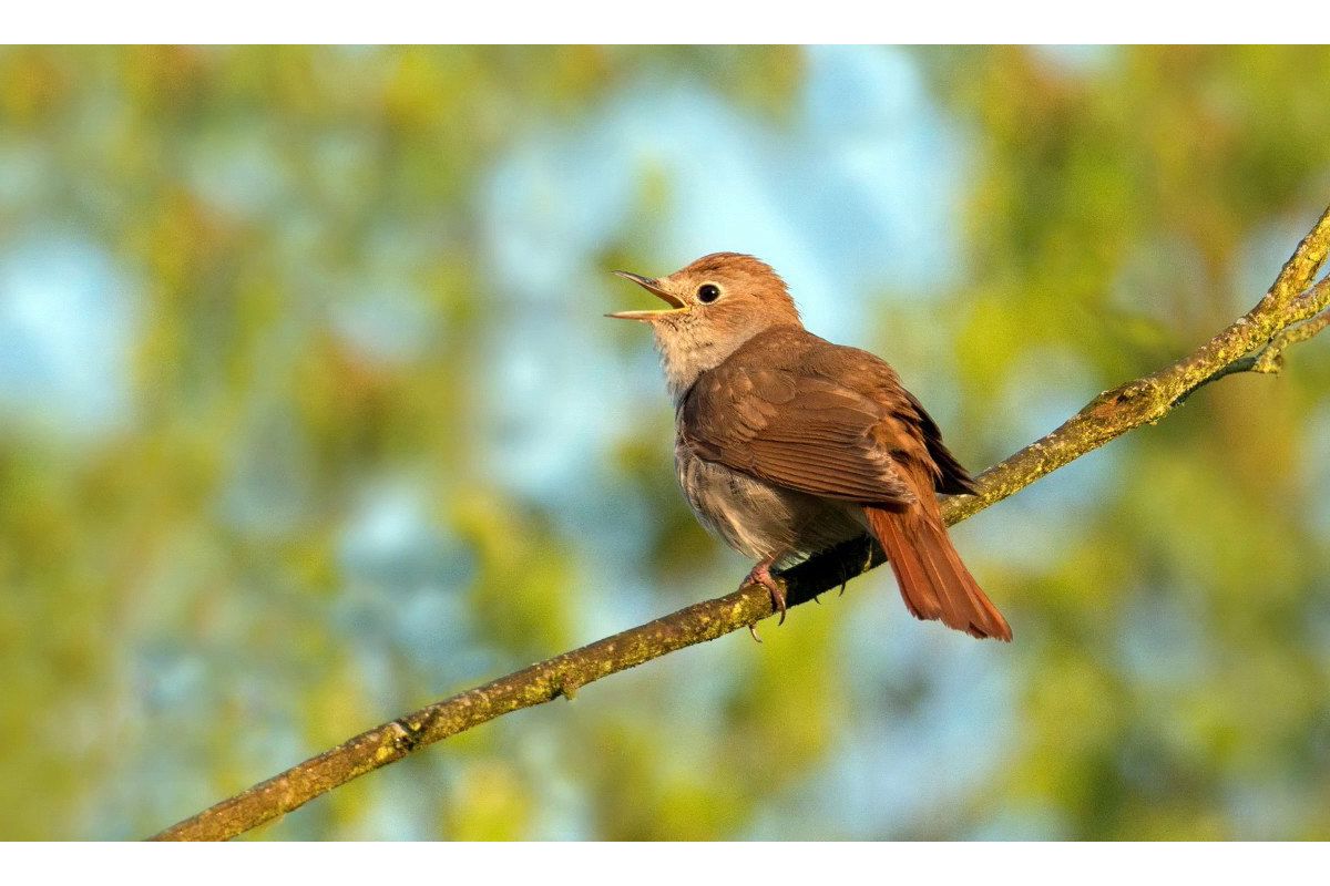 Через глобальне потепління у солов’їв стануть коротші крила, внаслідок чого вони можуть вимерти Через глобальне потепління у солов’їв стануть коротші крила, внаслідок чого вони можуть вимерти