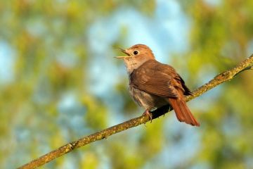 Через глобальне потепління у солов’їв стануть коротші крила, внаслідок чого вони можуть вимерти Через глобальне потепління у солов’їв стануть коротші крила, внаслідок чого вони можуть вимерти