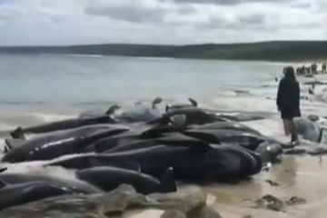 В Австралии на берег выбросились дельфины 	  	 	    			 	  	В Австралии на берег выбросились дельфины