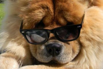 Собака спасается от жары в холодильнике. ВИДЕО 	  	 	    			 	  	Собака спасается от жары в холодильнике. ВИДЕО