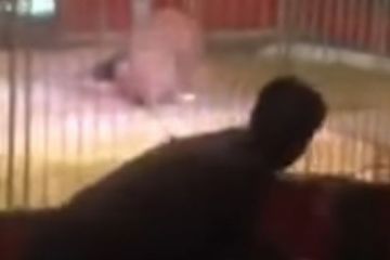 Во Франции лев напал на дрессировщика 	  	 	    			 	  	Во Франции лев напал на дрессировщика